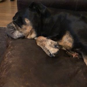 Meet your Posher, Billy